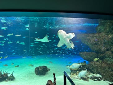 サンシャイン水族館に投稿された画像（2023/3/27）
