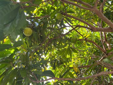 おきなわワールドに投稿された画像（2023/3/27）