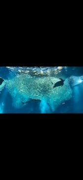アクアワールド茨城県大洗水族館に投稿された画像（2023/3/27）
