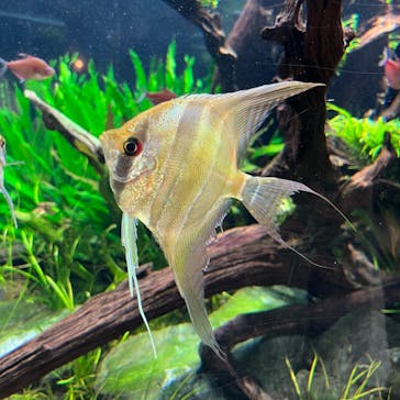 カワスイ 川崎⽔族館に投稿された画像（2023/3/27）