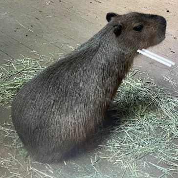 カワスイ 川崎⽔族館に投稿された画像（2023/3/27）