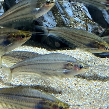 カワスイ 川崎⽔族館に投稿された画像（2023/3/27）