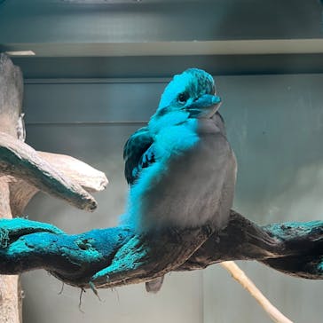 カワスイ 川崎⽔族館に投稿された画像（2023/3/27）