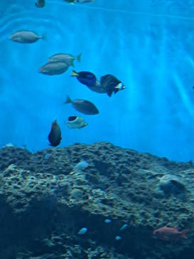 アクアワールド茨城県大洗水族館に投稿された画像（2023/3/27）