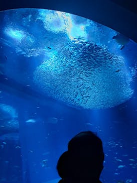 アクアワールド茨城県大洗水族館に投稿された画像（2023/3/27）
