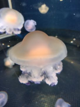 新江ノ島水族館に投稿された画像（2023/3/27）