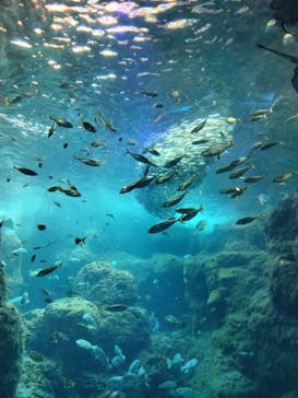 新江ノ島水族館に投稿された画像（2023/3/27）