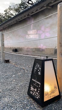 『NAKED FLOWERS 2023 桜 世界遺産・二条城』に投稿された画像（2023/3/27）