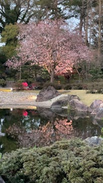 『NAKED FLOWERS 2023 桜 世界遺産・二条城』に投稿された画像（2023/3/27）