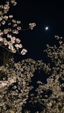 『NAKED FLOWERS 2023 桜 世界遺産・二条城』に投稿された画像（2023/3/27）