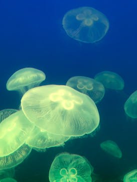 大分マリーンパレス水族館 「うみたまご」に投稿された画像（2023/3/27）