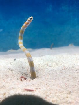 大分マリーンパレス水族館 「うみたまご」に投稿された画像（2023/3/27）