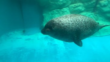 大分マリーンパレス水族館 「うみたまご」に投稿された画像（2023/3/27）