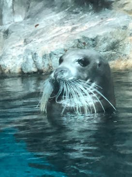 大分マリーンパレス水族館 「うみたまご」に投稿された画像（2023/3/27）
