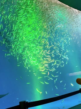 名古屋港水族館に投稿された画像（2023/3/27）