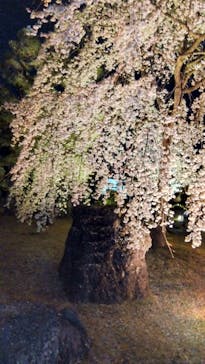 『NAKED FLOWERS 2023 桜 世界遺産・二条城』に投稿された画像（2023/3/27）