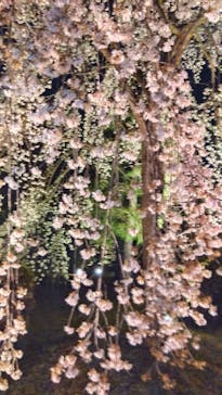 『NAKED FLOWERS 2023 桜 世界遺産・二条城』に投稿された画像（2023/3/27）