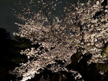 六義園に投稿された画像（2023/3/27）