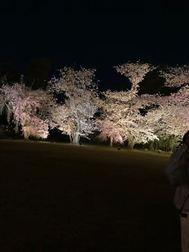 『NAKED FLOWERS 2023 桜 世界遺産・二条城』に投稿された画像（2023/3/27）