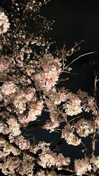 六義園に投稿された画像（2023/3/27）