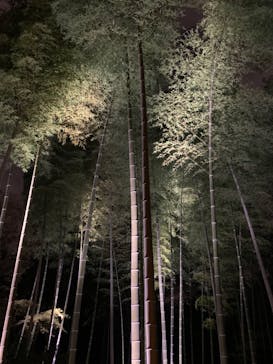 六義園に投稿された画像（2023/3/27）