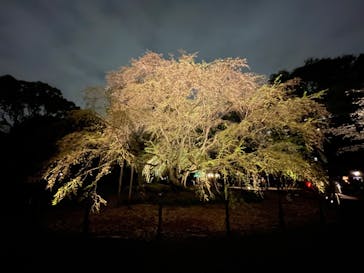 六義園に投稿された画像（2023/3/27）