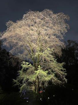 六義園に投稿された画像（2023/3/27）