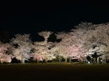 『NAKED FLOWERS 2023 桜 世界遺産・二条城』に投稿された画像（2023/3/27）