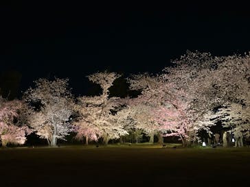 『NAKED FLOWERS 2023 桜 世界遺産・二条城』に投稿された画像（2023/3/27）