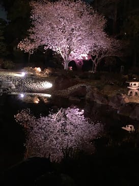 『NAKED FLOWERS 2023 桜 世界遺産・二条城』に投稿された画像（2023/3/27）