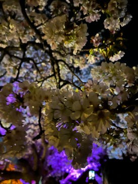 『NAKED FLOWERS 2023 桜 世界遺産・二条城』に投稿された画像（2023/3/27）