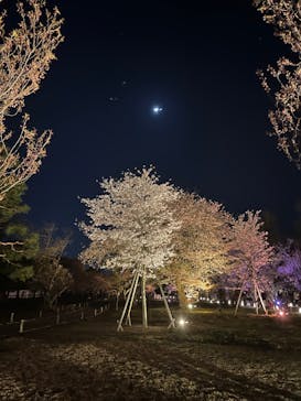 『NAKED FLOWERS 2023 桜 世界遺産・二条城』に投稿された画像（2023/3/27）