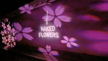 『NAKED FLOWERS 2023 桜 世界遺産・二条城』に投稿された画像（2023/3/27）