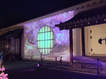 『NAKED FLOWERS 2023 桜 世界遺産・二条城』に投稿された画像（2023/3/27）