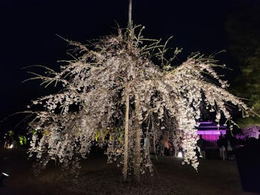 『NAKED FLOWERS 2023 桜 世界遺産・二条城』に投稿された画像（2023/3/27）