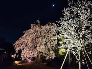 『NAKED FLOWERS 2023 桜 世界遺産・二条城』に投稿された画像（2023/3/27）