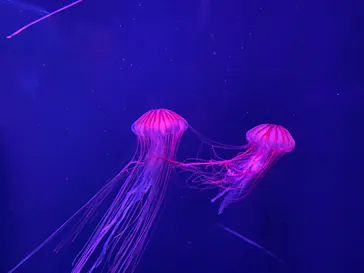 すみだ水族館に投稿された画像（2023/3/27）