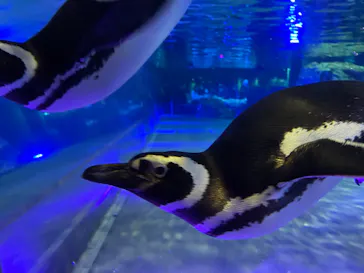 すみだ水族館に投稿された画像（2023/3/27）