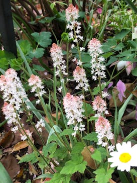 横浜イングリッシュガーデンに投稿された画像（2023/3/27）