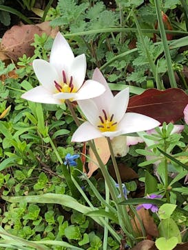 横浜イングリッシュガーデンに投稿された画像（2023/3/27）