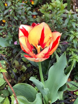 横浜イングリッシュガーデンに投稿された画像（2023/3/27）