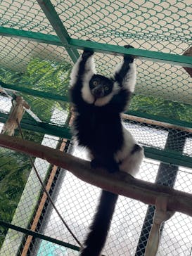 那須ワールドモンキーパークに投稿された画像（2023/3/27）