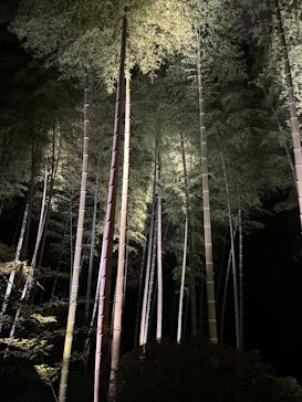 六義園に投稿された画像（2023/3/27）