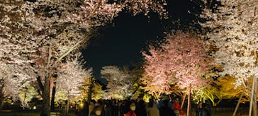 『NAKED FLOWERS 2023 桜 世界遺産・二条城』に投稿された画像（2023/3/27）
