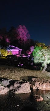 『NAKED FLOWERS 2023 桜 世界遺産・二条城』に投稿された画像（2023/3/27）