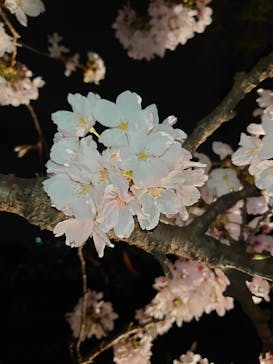 六義園に投稿された画像（2023/3/27）