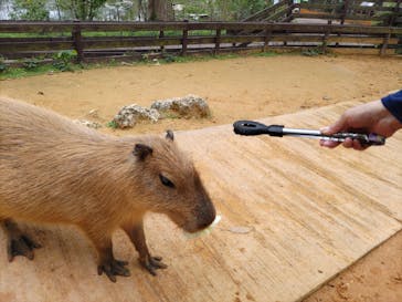 美らヤシパークオキナワ・東南植物楽園に投稿された画像（2023/3/27）