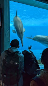 大分マリーンパレス水族館 「うみたまご」に投稿された画像（2023/3/27）