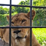 那須サファリパークに投稿された画像（2023/3/28）