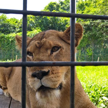 那須サファリパークに投稿された画像（2023/3/28）